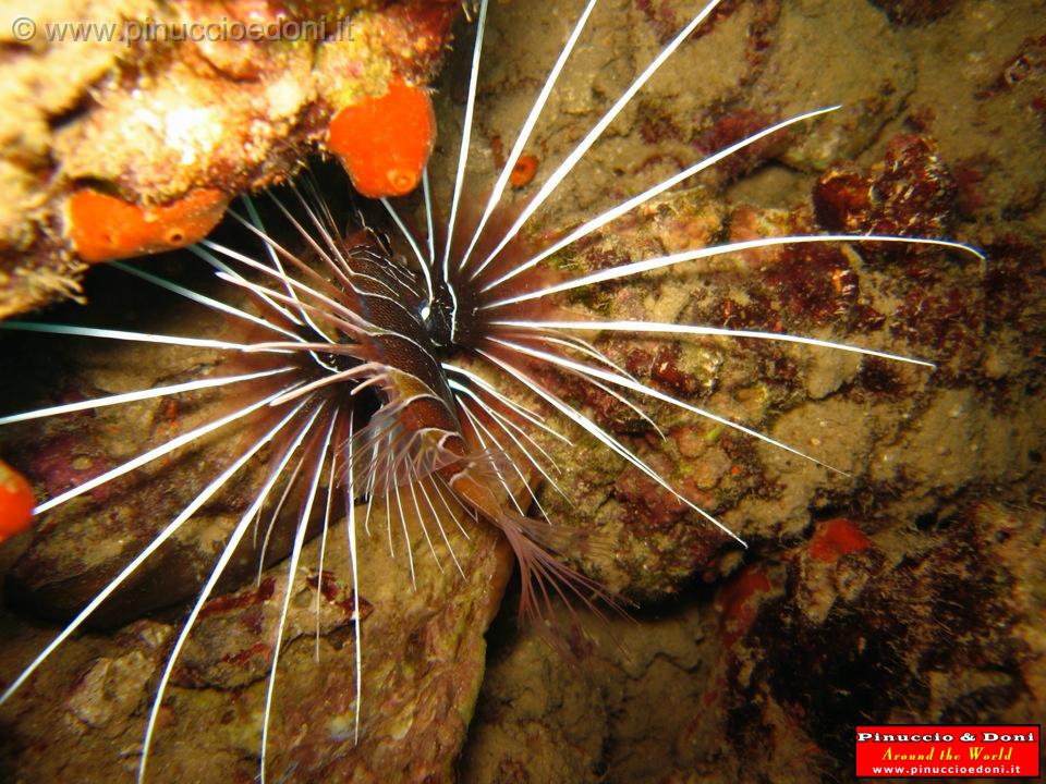 Djibouti - Diving a Djibouti - 27.jpg